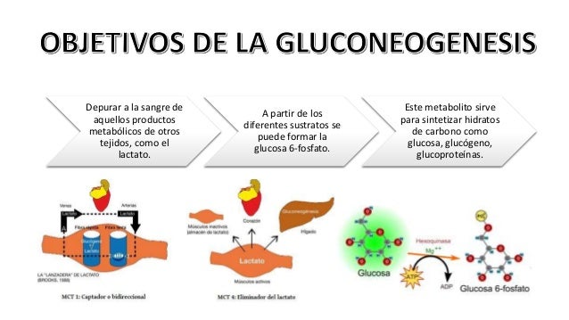 Gluconeogenesis Gluconeogenesis