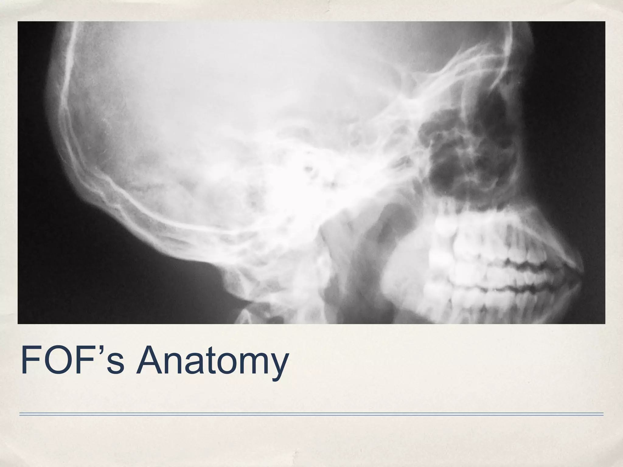 FOF’s Anatomy
 