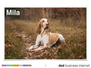 dsd business internet3
Mila
 