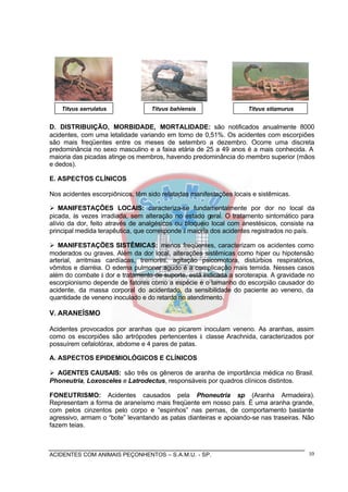ACIDENTES COM ANIMAIS PEÇONHENTOS – S.A.M.U. - SP. 10
D. DISTRIBUIÇÃO, MORBIDADE, MORTALIDADE: são notificados anualmente 8000
acidentes, com uma letalidade variando em torno de 0,51%. Os acidentes com escorpiões
são mais freqüentes entre os meses de setembro a dezembro. Ocorre uma discreta
predominância no sexo masculino e a faixa etária de 25 a 49 anos é a mais conhecida. A
maioria das picadas atinge os membros, havendo predominância do membro superior (mãos
e dedos).
E. ASPECTOS CLÍNICOS
Nos acidentes escorpiônicos, têm sido relatadas manifestações locais e sistêmicas.
Ø MANIFESTAÇÕES LOCAIS: caracteriza-se fundamentalmente por dor no local da
picada, às vezes irradiada, sem alteração no estado geral. O tratamento sintomático para
alívio da dor, feito através de analgésicos ou bloqueio local com anestésicos, consiste na
principal medida terapêutica, que corresponde à maioria dos acidentes registrados no país.
Ø MANIFESTAÇÕES SISTÊMICAS: menos freqüentes, caracterizam os acidentes como
moderados ou graves. Além da dor local, alterações sistêmicas como hiper ou hipotensão
arterial, arritmias cardíacas, tremores, agitação psicomotora, distúrbios respiratórios,
vômitos e diarréia. O edema pulmonar agudo é a complicação mais temida. Nesses casos
além do combate à dor e tratamento de suporte, está indicada a soroterapia. A gravidade no
escorpionismo depende de fatores como a espécie e o tamanho do escorpião causador do
acidente, da massa corporal do acidentado, da sensibilidade do paciente ao veneno, da
quantidade de veneno inoculado e do retardo no atendimento.
V. ARANEÍSMO
Acidentes provocados por aranhas que ao picarem inoculam veneno. As aranhas, assim
como os escorpiões são artrópodes pertencentes à classe Arachnida, caracterizados por
possuírem cefalotórax, abdome e 4 pares de patas.
A. ASPECTOS EPIDEMIOLÓGICOS E CLÍNICOS
Ø AGENTES CAUSAIS: são três os gêneros de aranha de importância médica no Brasil.
Phoneutria, Loxosceles e Latrodectus, responsáveis por quadros clínicos distintos.
FONEUTRISMO: Acidentes causados pela Phoneutria sp (Aranha Armadeira).
Representam a forma de araneísmo mais freqüente em nosso país. É uma aranha grande,
com pelos cinzentos pelo corpo e “espinhos” nas pernas, de comportamento bastante
agressivo, armam o “bote” levantando as patas dianteiras e apoiando-se nas traseiras. Não
fazem teias.
Tityus stigmurusTityus bahiensisTityus serrulatus
 