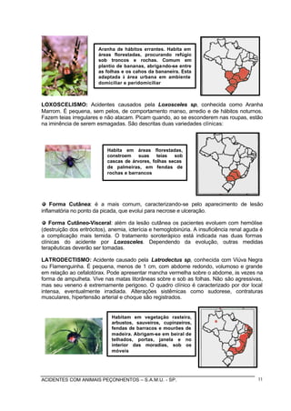 ACIDENTES COM ANIMAIS PEÇONHENTOS – S.A.M.U. - SP. 11
LOXOSCELISMO: Acidentes causados pela Loxosceles sp, conhecida como Aranha
Marrom. É pequena, sem pelos, de comportamento manso, arredio e de hábitos noturnos.
Fazem teias irregulares e não atacam. Picam quando, ao se esconderem nas roupas, estão
na iminência de serem esmagadas. São descritas duas variedades clínicas:
Forma Cutânea: é a mais comum, caracterizando-se pelo aparecimento de lesão
inflamatória no ponto da picada, que evolui para necrose e ulceração.
Forma Cutâneo-Visceral: além da lesão cutânea os pacientes evoluem com hemólise
(destruição dos eritrócitos), anemia, icterícia e hemoglobinúria. A insuficiência renal aguda é
a complicação mais temida. O tratamento soroterápico está indicada nas duas formas
clínicas do acidente por Loxosceles. Dependendo da evolução, outras medidas
terapêuticas deverão ser tomadas.
LATRODECTISMO: Acidente causado pela Latrodectus sp, conhecida com Viúva Negra
ou Flamenguinha. É pequena, menos de 1 cm, com abdome redondo, volumoso e grande
em relação ao cefalotórax. Pode apresentar mancha vermelha sobre o abdome, às vezes na
forma de ampulheta. Vive nas matas litorâneas sobre e sob as folhas. Não são agressivas,
mas seu veneno é extremamente perigoso. O quadro clínico é caracterizado por dor local
intensa, eventualmente irradiada. Alterações sistêmicas como sudorese, contraturas
musculares, hipertensão arterial e choque são registrados.
Aranha de hábitos errantes. Habita em
áreas florestadas, procurando refúgio
sob troncos e rochas. Comum em
plantio de bananas, abrigando-se entre
as folhas e os cahos da bananeira. Esta
adaptada à área urbana em ambiente
domiciliar e peridomiciliar
Habita em áreas florestadas,
constroem suas teias sob
cascas de árvores, folhas secas
de palmeiras, em fendas de
rochas e barrancos
Habitam em vegetação rasteira,
arbustos, sauveiros, cupinzeiros,
fendas de barracos e mourões de
madeira. Abrigam-se em beiral de
telhados, portas, janela e no
interior das moradias, sob os
móveis
 