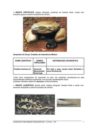 ACIDENTES COM ANIMAIS PEÇONHENTOS – S.A.M.U. - SP. 5
Ø GRUPO CROTÁLICO: cabeça triangular, presença de fosseta loreal, cauda com
chocalho (guizo) e presa inoculadora de veneno.
Serpentes do Grupo Crotálico de Importância Médica
NOME CIENTÍFICO NOMES
POPULARES
DISTRIBUIÇÃO GEOGRÁFICA
Crotalus durissus (1) Cascavel
Maracambóia
Boicininga
Em todo o país, exceto áreas florestais e
zona litorânea (2).
(1)Há cinco subespécies de cascavéis no país. Os acidentes caracterizam-se pela
sintomatologia sistêmica exuberante, com poucas manifestações locais.
(2)Dados recentes relatam C. durissus no litoral da Bahia.
Ø GRUPO LAQUÉTICO: grande porte, cabeça triangular, fosseta loreal e cauda com
escamas arrepiadas e presa inoculadora de veneno.
 