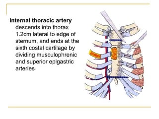 anatomy-lecture-3-thoracic-wall-1-slides
