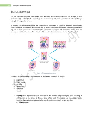 Cell injury; complete chapter | PDF