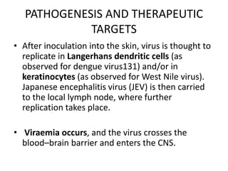 PATHOGENESIS AND THERAPEUTIC
TARGETS
• After inoculation into the skin, virus is thought to
replicate in Langerhans dendritic cells (as
observed for dengue virus131) and/or in
keratinocytes (as observed for West Nile virus).
Japanese encephalitis virus (JEV) is then carried
to the local lymph node, where further
replication takes place.
• Viraemia occurs, and the virus crosses the
blood–brain barrier and enters the CNS.
 