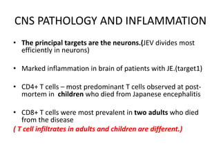 CNS PATHOLOGY AND INFLAMMATION
• The principal targets are the neurons.(JEV divides most
efficiently in neurons)
• Marked inflammation in brain of patients with JE.(target1)
• CD4+ T cells – most predominant T cells observed at post-
mortem in children who died from Japanese encephalitis
• CD8+ T cells were most prevalent in two adults who died
from the disease
( T cell infiltrates in adults and children are different.)
 
