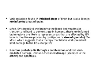 • Viral antigen is found in inflamed areas of brain but is also seen in
noninflamed areas of brain.
• Since JEV spreads to the brain via the blood and viraemia is
transient and hard to demonstrate in humans, these noninflamed
brain regions are likely to represent areas that are affected by JEV
later in the disease process by contiguous or Axonal spread of the
virus which suggests that a therapy that blocks viral spread will
limit damage to the CNS. (target 2)
• Neurons probably die through a combination of direct viral-
mediated damage, immune-mediated damage (see later in the
article) and apoptosis.
 