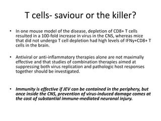 T cells- saviour or the killer?
• In one mouse model of the disease, depletion of CD8+ T cells
resulted in a 100-fold increase in virus in the CNS, whereas mice
that did not undergo T cell depletion had high levels of IFNγ+CD8+ T
cells in the brain.
• Antiviral or anti-inflammatory therapies alone are not maximally
effective and that studies of combination therapies aimed at
suppressing both virus replication and pathologic host responses
together should be investigated.
• Immunity is effective if JEV can be contained in the periphery, but
once inside the CNS, prevention of virus-induced damage comes at
the cost of substantial immune-mediated neuronal injury.
 