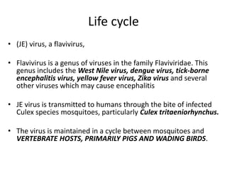Life cycle
• (JE) virus, a flavivirus,
• Flavivirus is a genus of viruses in the family Flaviviridae. This
genus includes the West Nile virus, dengue virus, tick-borne
encephalitis virus, yellow fever virus, Zika virus and several
other viruses which may cause encephalitis
• JE virus is transmitted to humans through the bite of infected
Culex species mosquitoes, particularly Culex tritaeniorhynchus.
• The virus is maintained in a cycle between mosquitoes and
VERTEBRATE HOSTS, PRIMARILY PIGS AND WADING BIRDS.
 