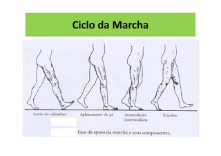 Ciclo da Marcha
 