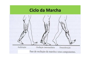Ciclo da Marcha
 