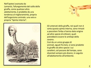 Nell’ipotesi avanzata da Lamarck, l’allungamento del collo della giraffa, come qualsiasi altro adattamento, è prodotto da una tendenza al miglioramento, propria dell’organismo animale: una vera e propria “Spinta Interna”.Gli antenati della giraffa, nei quali non è sorta questa spinta interna, sono rimasti a pascolare l’erba e hanno dato origine ad altre specie di erbivori, quali potrebbero essere le antilopi della savana.Così da un unico gruppo di animali, eguali fra loro, si sono prodotte le giraffe ed altre specie i cui caratteri, col passare del tempo, sono diventati sempre più diversi, in seguito all’adattamento all’ambiente.2