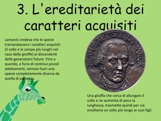 3. L'ereditarietà dei caratteri acquisitiLamarck credeva che le specie tramandassero i caratteri acquisiti (il collo e le zampe più lunghi nel caso delle giraffe) ai discendenti delle generazioni future. Fino a quando, a furia di continui piccoli adattamenti, venisse fuori una specie completamente diversa da quella di partenza.Una giraffa che cerca di allungare il collo e ne aumenta di poco la lunghezza, trasmette quindi per via ereditaria un collo più lungo ai suoi figli.