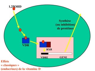 1-alpha  OHase 1,25-OH2D 1,25OHD VDRE GENE VDR RXR Synthèse  (ou inhibition) de protéines Effets « classiques » (endocrines) de la vitamine D 