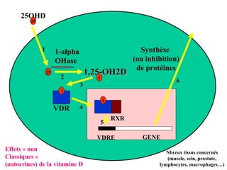 1-alpha  OHase 1,25-OH2D 1-alpha  OHase 1,25-OH2D 25OHD 1 VDRE GENE VDR RXR Synthèse  (ou inhibition) de protéines 1 1 25 25 1 2 3 4 5 6 Effets « non Classiques » (autocrines) de la vitamine D Nbreux tissus concernés (muscle, sein, prostate, lymphocytes, macrophages…) 