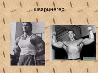 шварцнегер
 