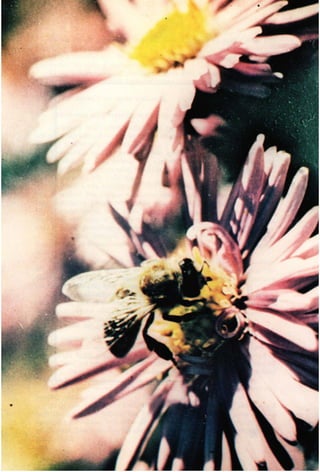 Jean prost pierre - μελισσοκομία