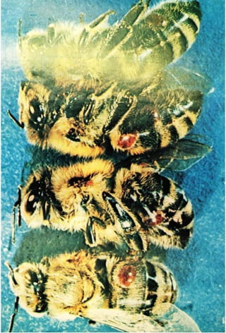 Jean prost pierre - μελισσοκομία