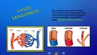 Son conductos por donde la sangre
recorre todo nuestro organismo, donde
continuamente está dando vueltas por
el mismo recorrido y son de tres
tipos: .
 