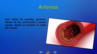 Son vasos de paredes gruesas.
Nacen de los ventrículos y llevan
sangre desde el corazón al resto
del cuerpo.
 