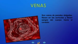 Son vasos de paredes delgadas.
Nacen en las aurículas y llevan
sangre del cuerpo hacia el
corazón
 