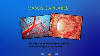 En ellos se realiza el intercambio
entre la sangre y las células
 