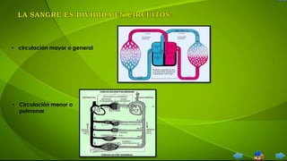 • circulación mayor o general
• Circulación menor o
pulmonar
 