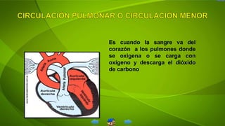 Es cuando la sangre va del
corazón a los pulmones donde
se oxigena o se carga con
oxígeno y descarga el dióxido
de carbono
 
