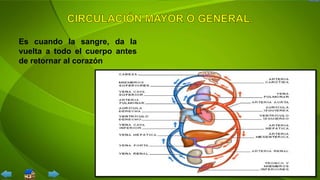 Es cuando la sangre, da la
vuelta a todo el cuerpo antes
de retornar al corazón
 