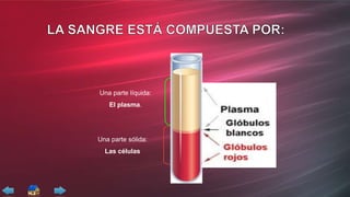 Una parte líquida:
El plasma.
Una parte sólida:
Las células
 
