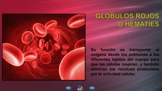 Su función es transportar el
oxígeno desde los pulmones a los
diferentes tejidos del cuerpo para
que las células respiren, y también
eliminan los residuos producidos
por la actividad celular.
 