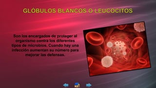 Son los encargados de proteger al
organismo contra los diferentes
tipos de microbios. Cuando hay una
infección aumentan su número para
mejorar las defensas.
 