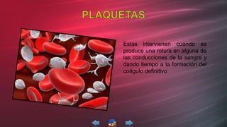 Estas intervienen cuando se
produce una rotura en alguna de
las conducciones de la sangre y
dando tiempo a la formación del
coágulo definitivo
 