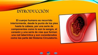 INTRODUCCIÓN
El cuerpo humano es recorrido
interiormente, desde la punta de los pies
hasta la cabeza, por una serie de
componentes como lo son la sangre, el
corazón y una serie de vías que forman
una red laberíntica y son considerados
como los parte del Sistema Circulatorio.
 