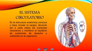 EL SISTEMA
CIRCULATORIO
Es la estructura anatómica conduce
y hace circular la sangre, llevando
así a cada célula los nutrientes
necesarios y mantiene el equilibrio
de sustancias de desecho y
nutrientes en el organismo.
 