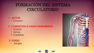 1. MOTOR
• Corazón
2. CONDUCTOS O VASOS SANGUÍNEOS:
• Arterias
• Venas
• Capilares
3. FLUIDO
• Sangre
FORMACIÓN DEL SISTEMA
CIRCULATORIO
 