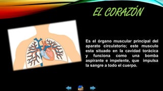 Es el órgano muscular principal del
aparato circulatorio; este musculo
esta situado en la cavidad torácica
y funciona como una bomba
aspirante e impelente, que impulsa
la sangre a todo el cuerpo.
EL CORAZÓN
 