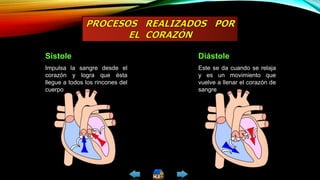 Sístole
Impulsa la sangre desde el
corazón y logra que ésta
llegue a todos los rincones del
cuerpo
Diástole
Este se da cuando se relaja
y es un movimiento que
vuelve a llenar el corazón de
sangre
 