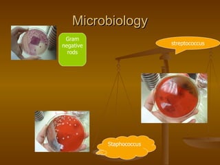 Microbiology Staphococcus streptococcus Gram negative rods 