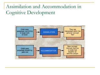Assimilation and Accommodation in Cognitive Development 