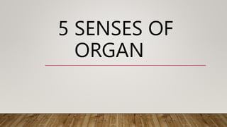 5 SENSES OF
ORGAN
 