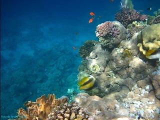 Jeddah e mar Vermelho