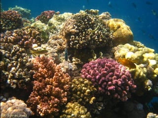 Jeddah e mar Vermelho