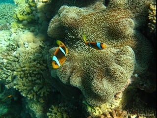 Jeddah e mar Vermelho