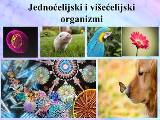 Jednoćelijski i višećelijski
organizmi
 