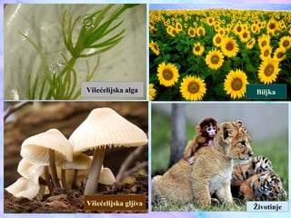 Višećelijska alga Biljka
Višećelijska gljiva
Životinje
 