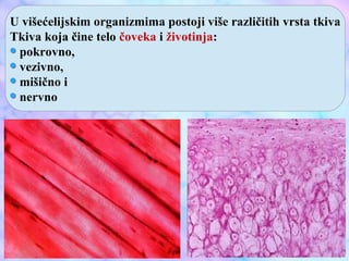 U višećelijskim organizmima postoji više različitih vrsta tkiva
Tkiva koja čine telo čoveka i životinja:
pokrovno,
vezivno,
mišično i
nervno
 