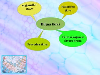 Biljna tkiva
Pokorična
tkiva
Mehaničko
tkivo
Provodna tkiva
Tkivo u kojem se
Stvara hrana
 