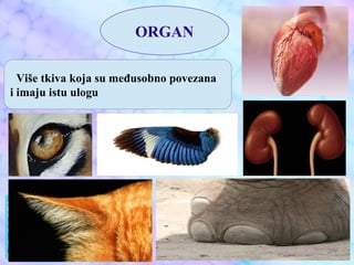 ORGAN
Više tkiva koja su međusobno povezana
i imaju istu ulogu
 