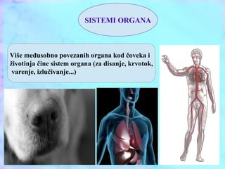 SISTEMI ORGANA
Više međusobno povezanih organa kod čoveka i
životinja čine sistem organa (za disanje, krvotok,
varenje, izlučivanje...)
 
